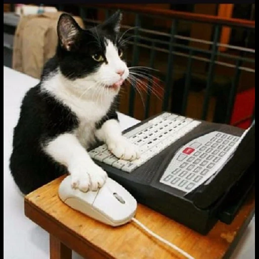 gatto giocatore, venerdì sera, programmatore di gatti, il gatto è al computer, un gatto a un computer