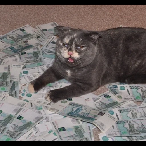 el gato es rico, dinero de gato, el gato es una factura, gato cajero, kitty con dinero