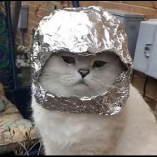 a cat, foil cat, cat foil hat, cat cap foil, cat foil oil