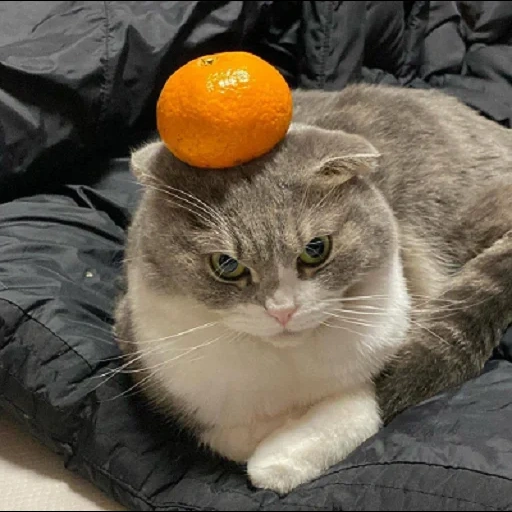кот, кошка цитрус, кот мандаринами, котик мандаринами, мандариновая кошка