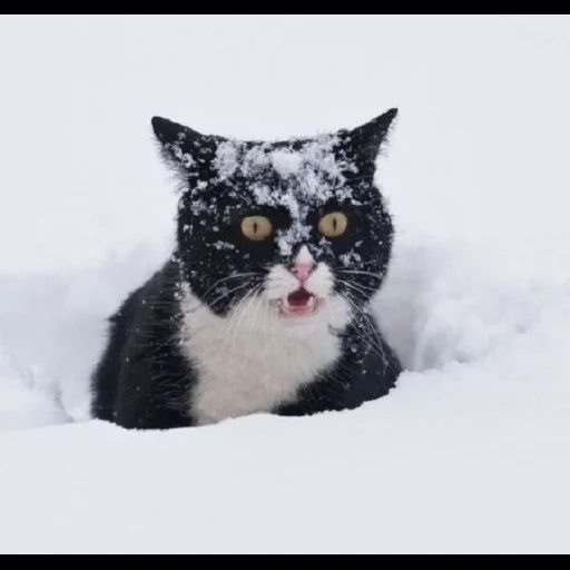 кот снег, зима кот, зимний кот, снежный кот, черно-белый кот снегу