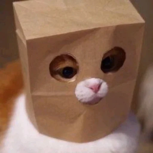 kucing dengan tas di atas kepala, kucing di dalam tas, kucing di dalam kotak, kucing lucu, kucing lucu