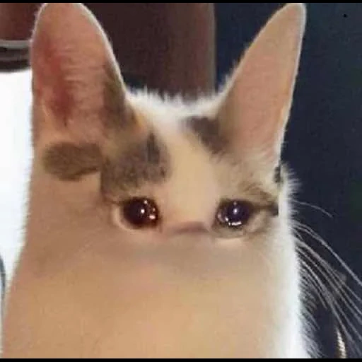 kucing, cry cry, kitty meme, kucing lucu memik, kucing meme yang menyedihkan