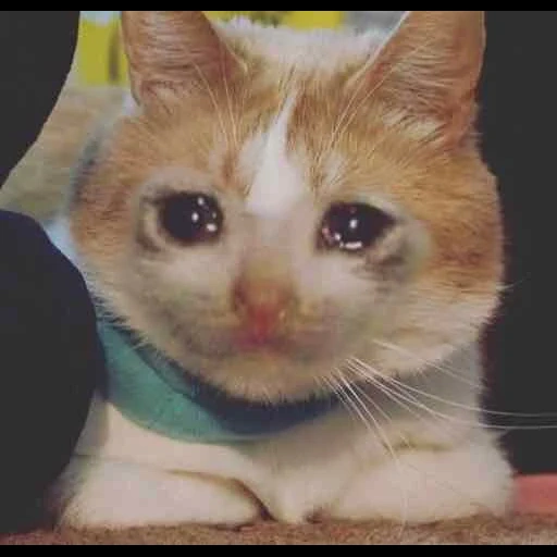 crying cats, the cat cries with a meme, the cat cries the meme, crying cats memes