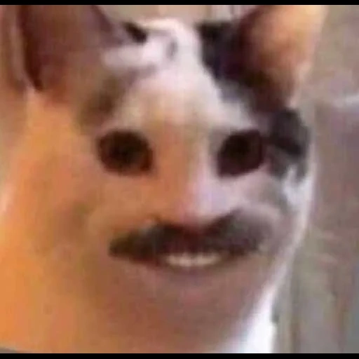 gato, meme cat, um gato sorridente, um gato memêmico sorri, o gato com um sorriso humano