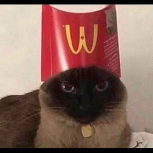 gato, gato, gato, cat mcdonald's, cat mcdonald's