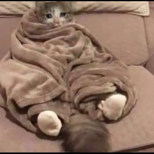 cat, cat, the cat is a blanket, cute cats are funny, heck forgot my snacks