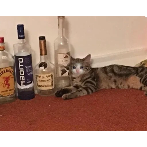 gato, gato, gato borracho, gato bebiendo, gato de vodka