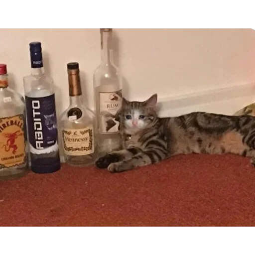 der kater, katze, betrunkene katze, katze trinken, der katzenwodka