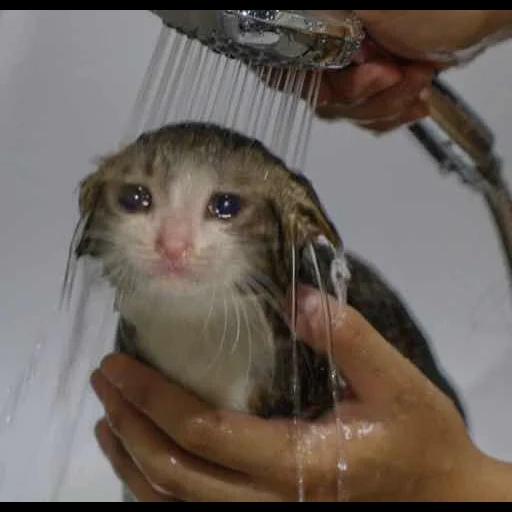 chat mouillé, chat qui pleure, chat qui pleure, mème de chat humide, une blague amusante