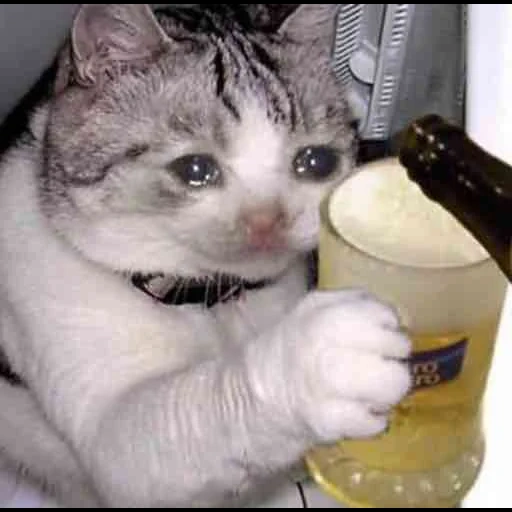 gatto, le foche, gatto che beve, gatto triste che beve, gatto che piange con la birra