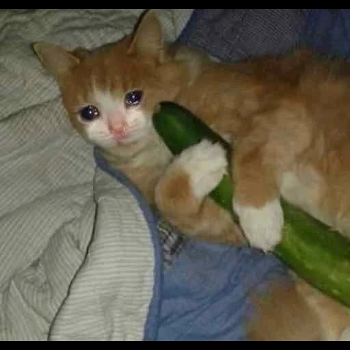 cat, cat, the cat is red, the cat cucumber, the cat is funny