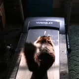 kucing, kucing rumahan, binatang itu konyol, di treadmill, treadmill kucing