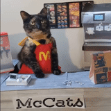 kucing, cat, kucing super, superman kucing, pakaian superhero kucing