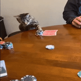 chat, poker de chat, pookériste de chat, les chats jouent au poker