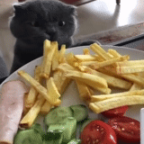 gato, cena, papas fritas