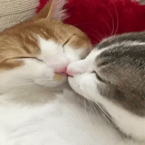 die katze küsst, katze liebe, die zärtlichkeit der katze, umarmen sie die katze, robben paar liebe
