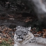 bals ilbis, macan tutul salju, macan tutul salju, albis snow leopard evil, albis snow leopard altay