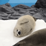 seal, seal, baikal seal, list of antarctic animals, arctic desert seals