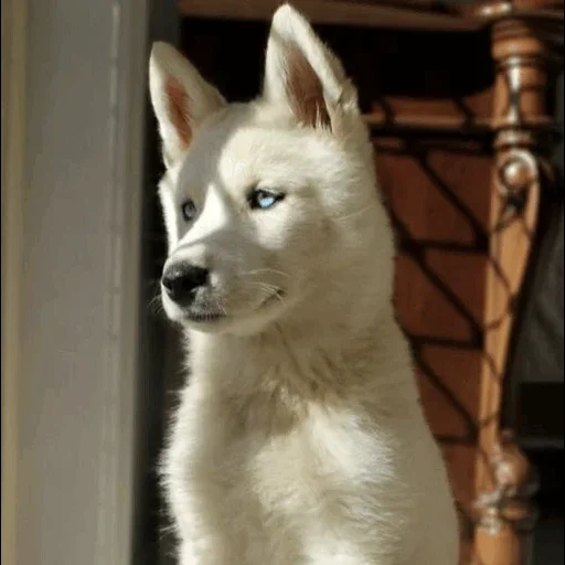 ronco blanco, albino husky, husky siberiano, cachorro husky con bolsillo, husky siberiano blanco