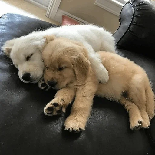 sleeping puppy, hound puppy, golden retriever, golden retriever puppy, golden retriever cute puppy