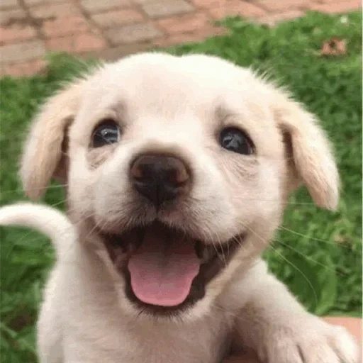 puppy, cute puppy, cute puppy, puppy smiles, labrador hound