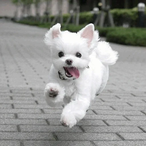 bihongyan, bikan fries rock, cão bixiong fries, cachorro branco, pequena raça de cachorro branco
