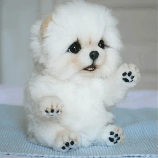 pomerania spitz, spitz es un cachorro blanco, pomerania spitz teddy, la raza es pomerania spitz, enano pomeraniano spitz