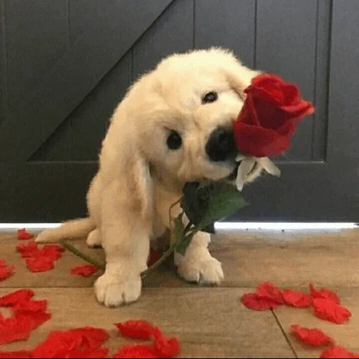 puppy flower, dog flower, golden retriever, golden recovery puppy, puppy flowers rose red