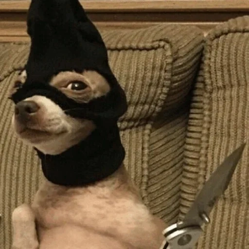 dogs are cheerful, dogs are funny, funny chihuahua, masked knife, a funny animal tone