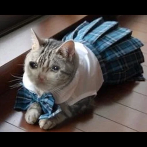 кот, кот одежде, костюм кота, кошка одежке