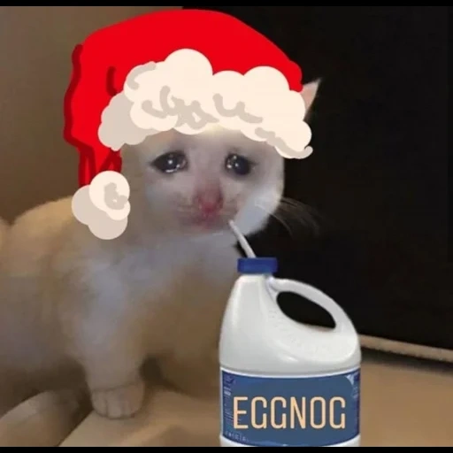 кот, плачущий кот, плачущие коты, кот плачет мем, плачущие коты мемы