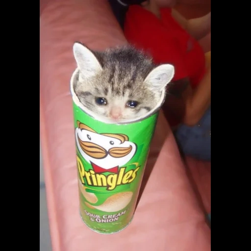 кот, кот кот, кот чипсами, кошка принглс, котик пачки чипсов