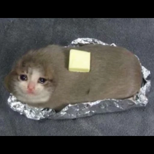 кошка, butter cat, плачущий кот хлеб, плачущие коты мемы, кот хлебе мем грустный