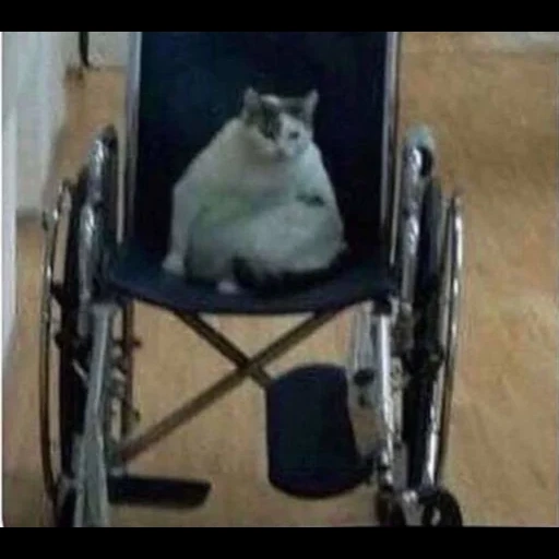 bruh cat, кот коляске, кот коляске мем, инвалидная коляска, кот инвалидной коляске