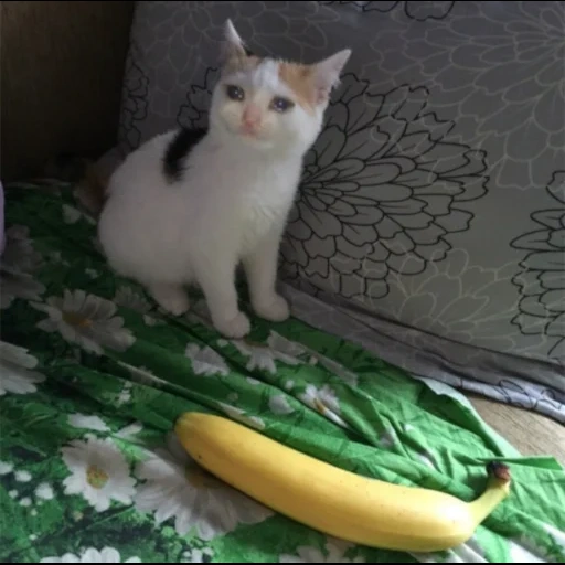 banana cat, кошка банан, banana meme, кот бананом, котик банане