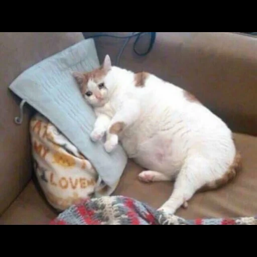 кот жирный, толстый кот, толстый котик, толстый кот мем, толстый плачущий кот