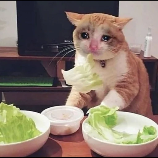 кот, мемы едой, мемный котик, котик кушает, нифкусна грустна