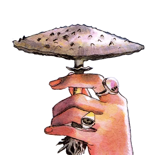 еда, грибы, мухомор, дух мухомора, гриб зонтик рисунок