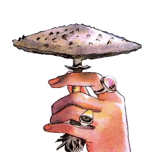 food, mushrooms, amanita, amanita, mushroom umbrella pattern