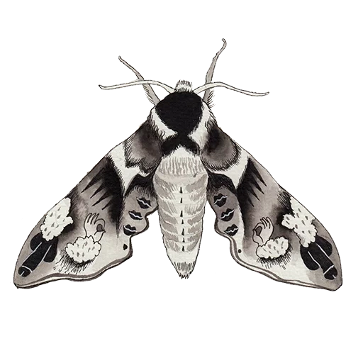 polilla brazada, mariposa de brazhnik, eumorpha pandorus, eumorpha pandorus mariposa, brazhnik butterfly dead head