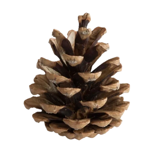cone, pine cone, cones spruce, pine cones, pine cones