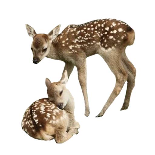 icons, deer animal, the deer is spotted, the spotted deer is small, farm animals aesthetic wings