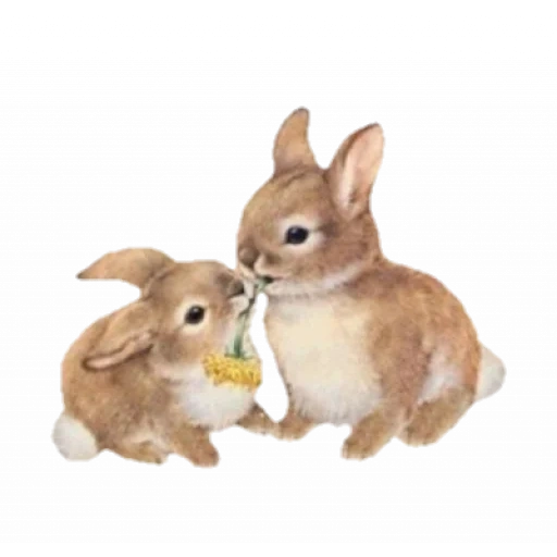 rabbit, two hares, hare by hare, home rabbit, decorative rabbit
