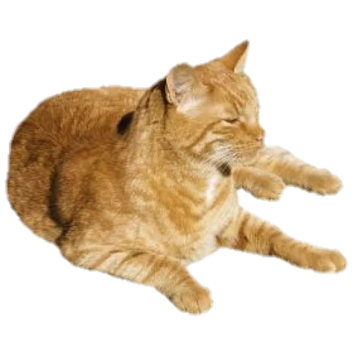 cat, cat without a background, the cat is a white background, a cat without a background, a cat is a transparent background