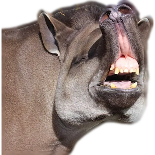 the mouth of the hippo, hyppopotes rhino