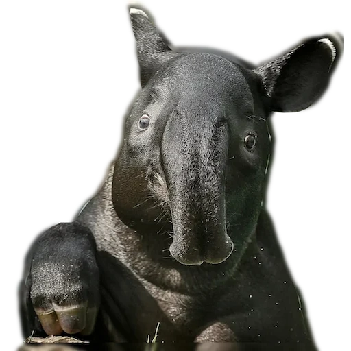 rinoceronte g-star