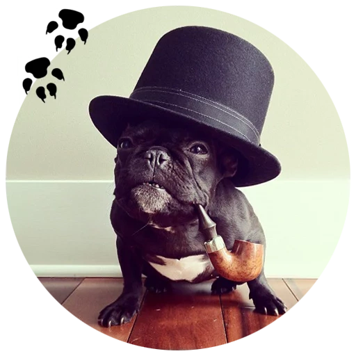 собака шляпе, french bulldog, троттер бульдог, французский бульдог, милый французский бульдог