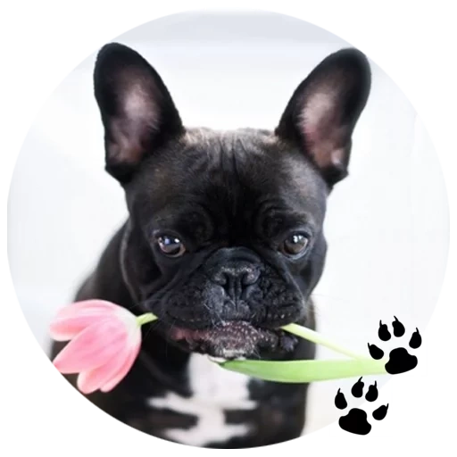 french bulldog, французский бульдог, порода французский бульдог, собака французский бульдог, французский бульдог черный