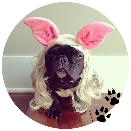 cão de puta é fofo, rabbit bunny, bulldog haba dog, princesa haba, bulldog trot